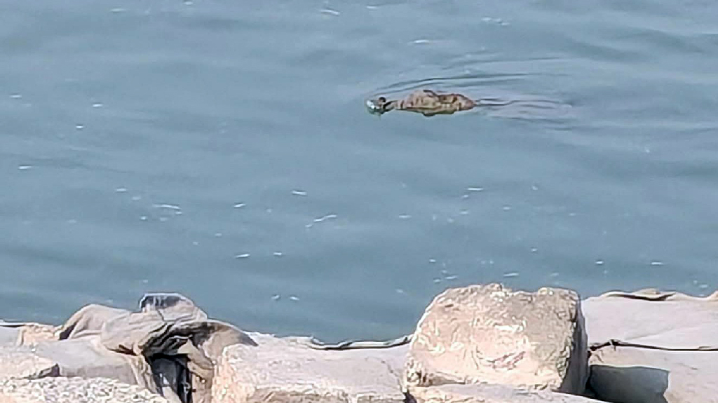 রাজবাড়ীতে পদ্মায় ভেসে উঠছে কুমির, আতঙ্কে নদীতীরের মানুষ