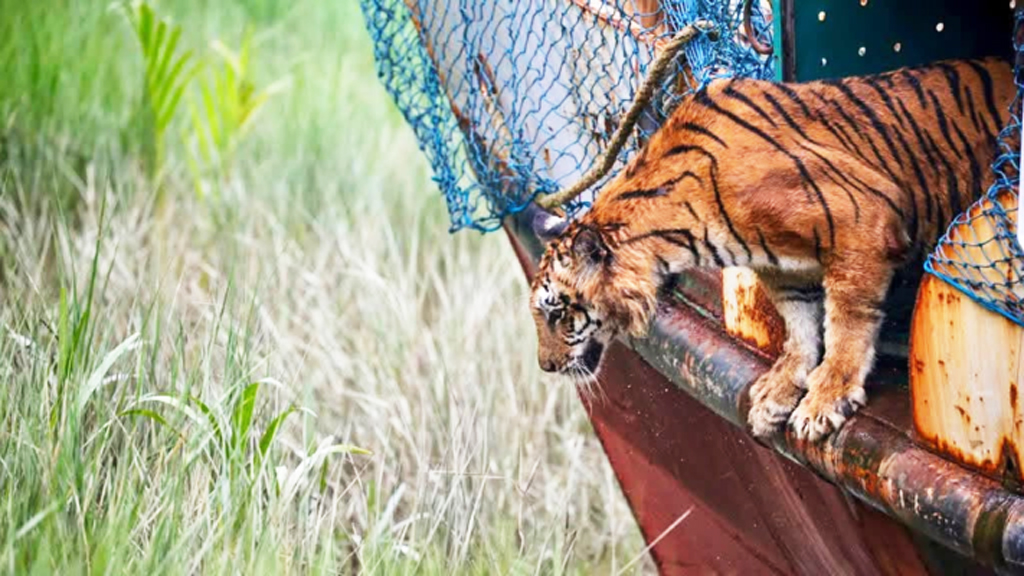 নিজ রাজ্যে ফিরল সেই বাঘিনী, থাকবে বন বিভাগের নিবিড় পর্যবেক্ষণে