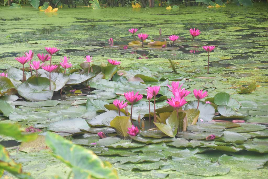 পুকুরজুড়ে ফুটে আছে শাপলা। নীরব পুকুরপাড়ে প্রকৃতির নিবিড় ছোঁয়া—লাল শাপলা যেন জলজ হৃদয়ের ধ্বনি। আজ শুক্রবার রাজশাহীর পবা উপজেলার পারিলা ইউনিয়নের খড়খড়ি এলাকায়। ছবি: মিলন শেখ