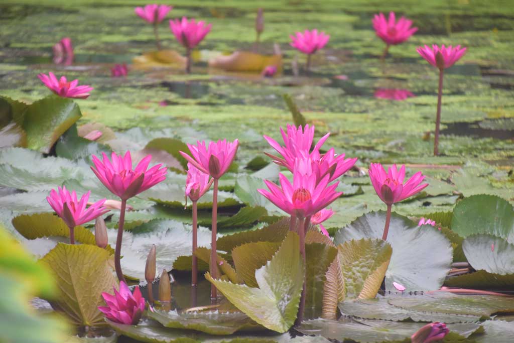 দিনের ছবি (১ আগস্ট, ২০২৫)