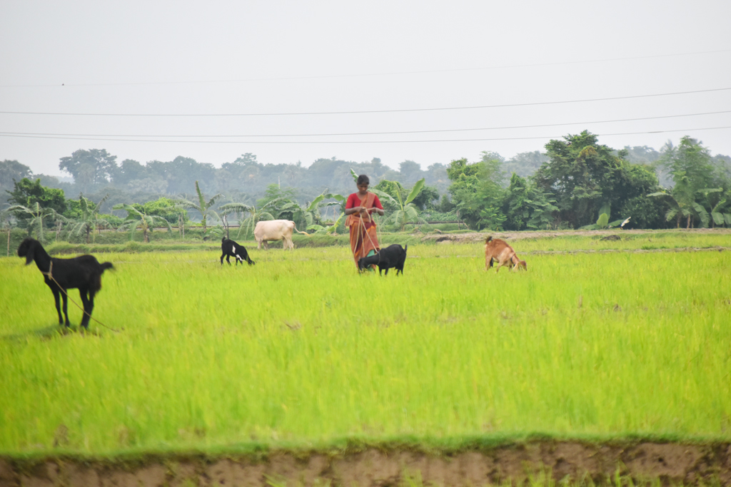 বরেন্দ্র অঞ্চলের গোদাগাড়ীর দেওপাড়ার পলাশবাড়ী মাঠে ধান কাটা শেষ। শূন্য পড়ে থাকা সেই জমির পাশে ছাগল নিয়ে মাঠের পথে কৃষানি। ফসল নেই, তবে মাটিতে এখনো আছে জীবনের টান। এই ফাঁকে ঘাস খাওয়াতে নিয়ে যাওয়া ছাগলগুলো যেন প্রকৃতির সঙ্গে এক চিরচেনা গ্রামীণ দৃশ্যের গল্প বলে। ছবি: মিলন শেখ
