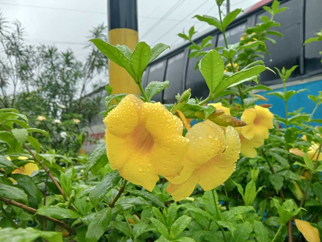 বৃষ্টিভেজা সকাল আর সোনালি পাপড়ির মৃদু হাসি—রাজশাহীর বারো রাস্তার মোড়ের ফুটপাতে নীরবে চোখে পড়ে সোনার শিংগা ফুল। Allamanda cathartica নামের এই চিরসবুজ ফুল শুধু সৌন্দর্য নয়, বর্ষার প্রশান্তির প্রতীক হিসেবেও দেখা দেয় নগরের বুকে। প্রকৃতির অলিখিত সৌন্দর্য যেন গেঁথে আছে প্রতিটি ফোঁটার ভেতরেই। ছবি: মিলন শেখ