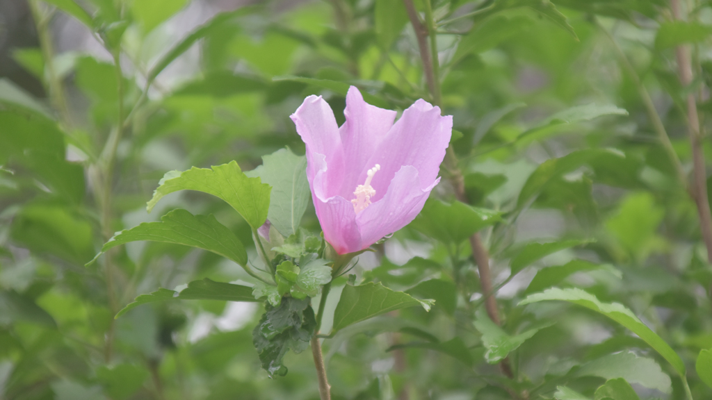 দিনের ছবি (৫ জুলাই, ২০২৫)