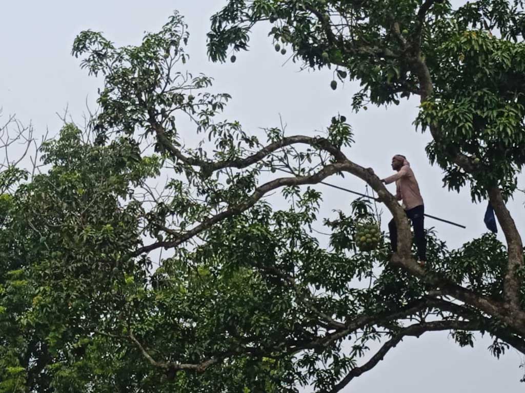 সরকারি আম ভাগ-বাঁটোয়ারা করে নিলেন কর্মকর্তা-কর্মচারীরা