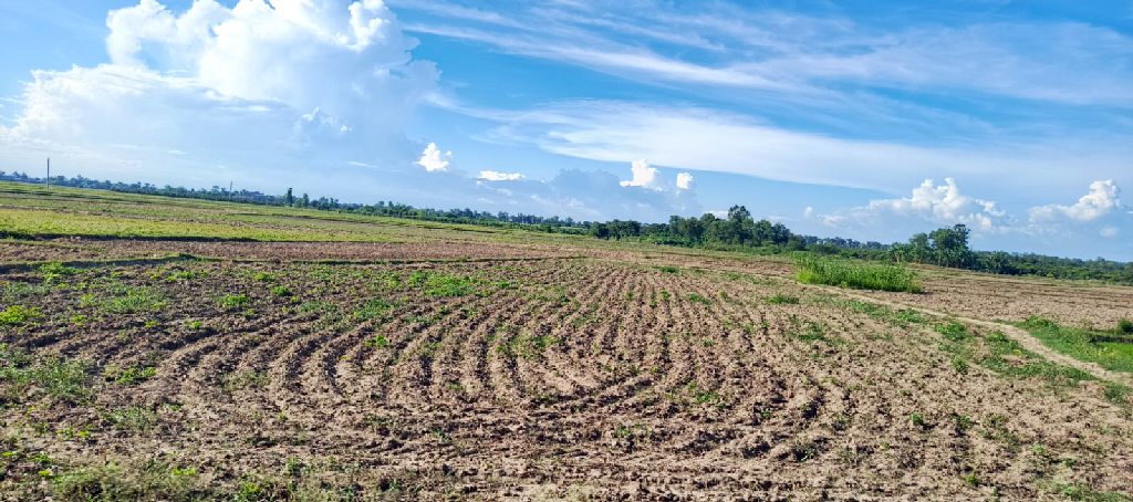 রাজশাহীতে কাঙ্ক্ষিত বৃষ্টি নেই, আমন রোপণে দুশ্চিন্তায় কৃষক