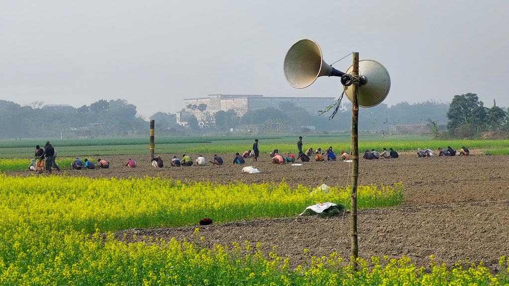 শ্রমিকদের চাঙা রাখতে জমিতে মাইক