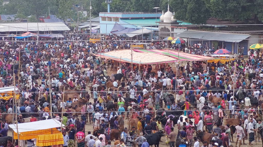 শেষ সময়ে জমেছে উঠেছে তাহেরপুরের পশুর হাট