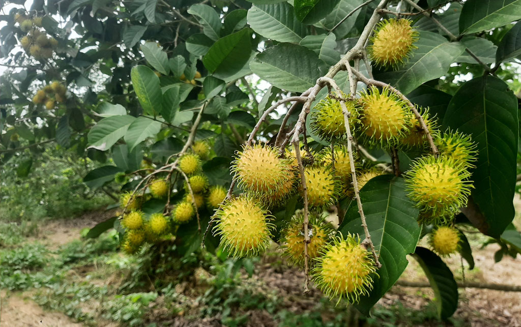 পাহাড়ে রাম্বুটান চাষে নতুন সম্ভাবনা