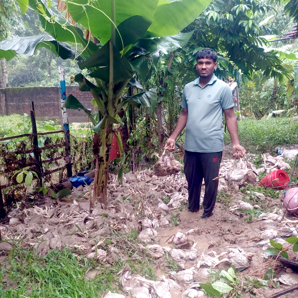 টানা বৃষ্টিতে প্লাবিত বাঙ্গালহালিয়া, মারা গেল খামারের প্রায় দেড় হাজার মুরগি