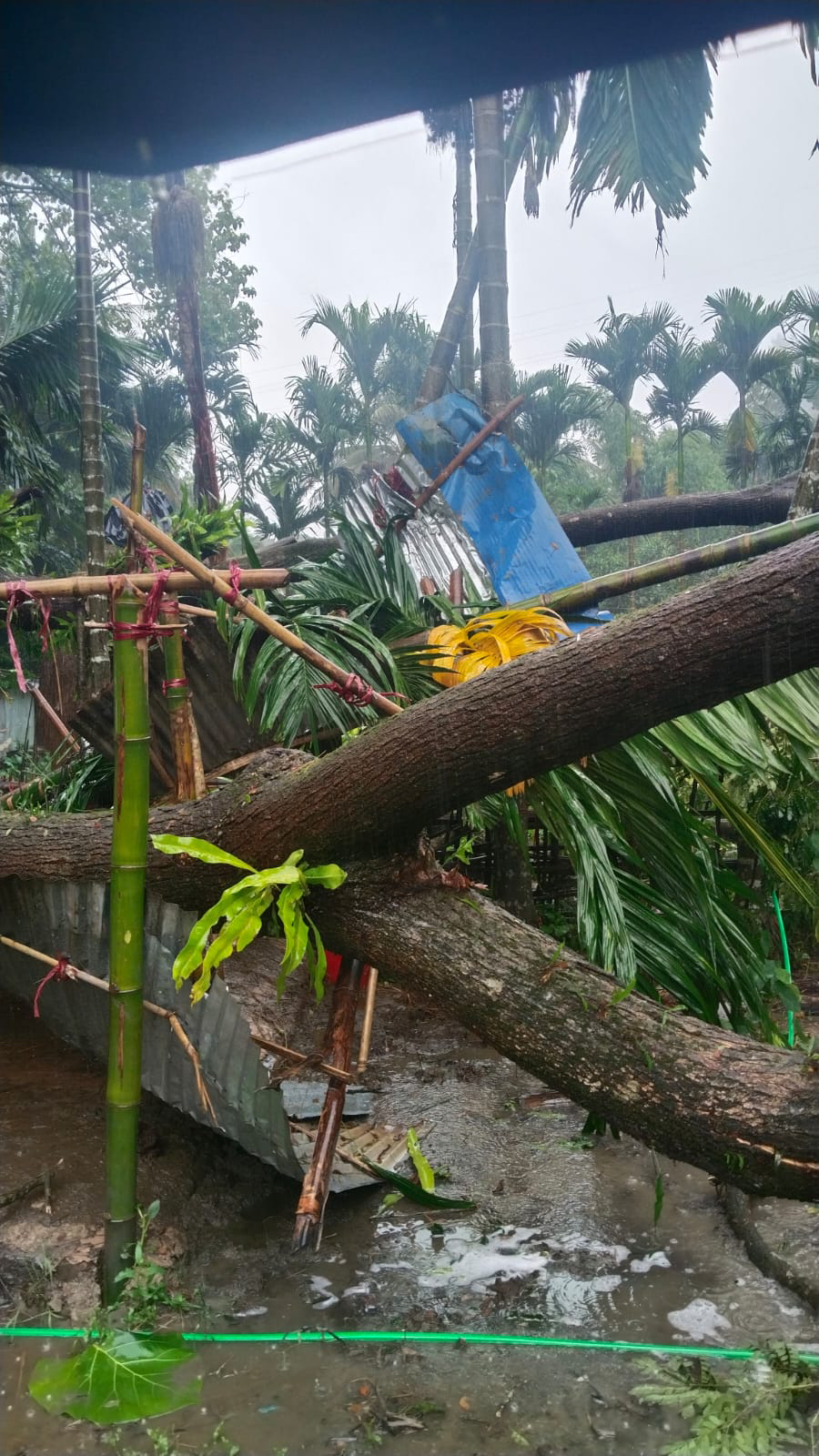 কাপ্তাইয়ে পাহাড়ধসে গাছচাপায় আহত ২, বিধ্বস্ত বসতঘর, আহত গর্ভবতী গাভী