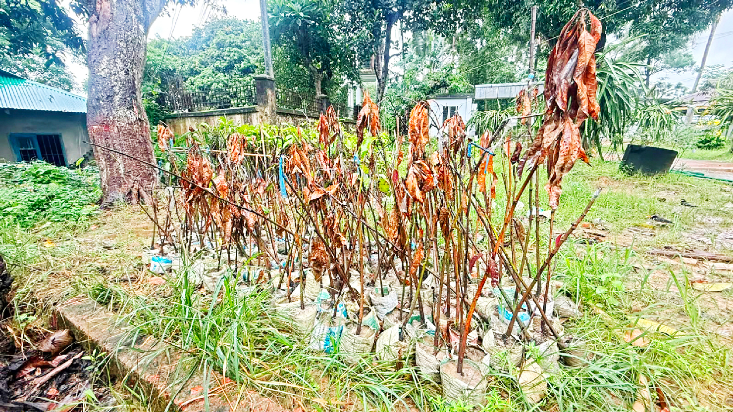 বনরূপা হর্টিকালচার সেন্টার: চারা উৎপাদন নয়, কিনে প্রকল্পে বিক্রি ডিডির