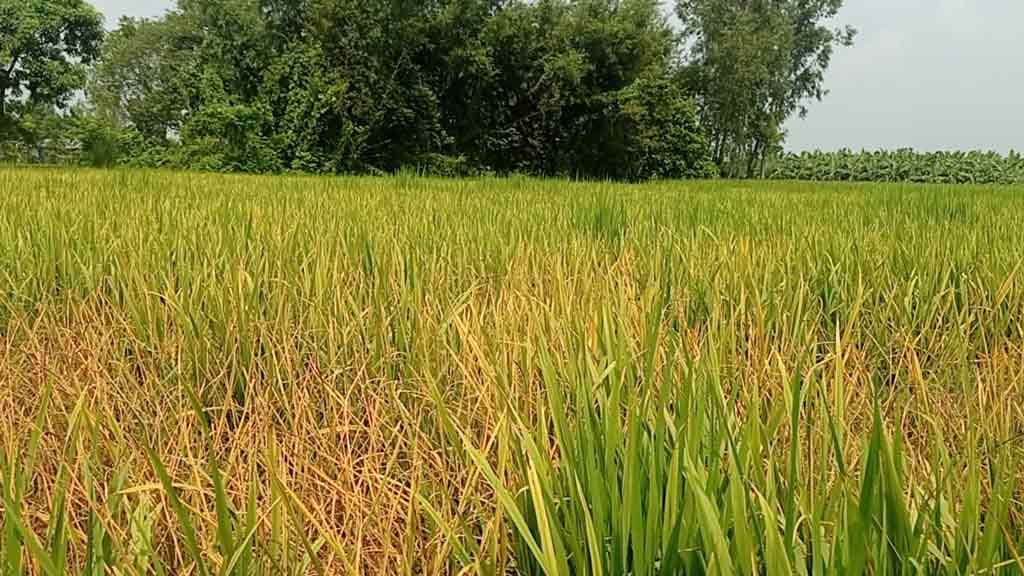 বিচারাধীন জমিতে বিষ প্রয়োগে ধানখেত নষ্টের অভিযোগ
