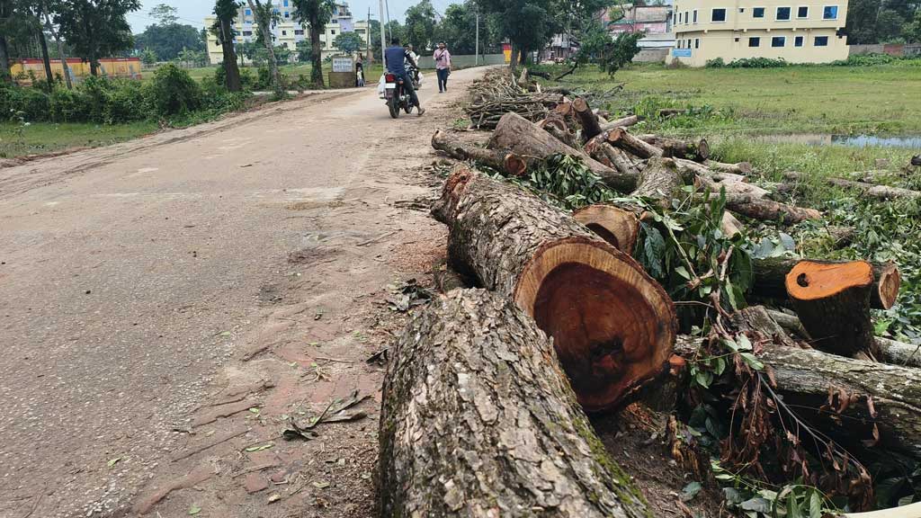 সড়ক প্রশস্ত করতে কাটা হলো কয়েকশ গাছ, ‘এত দেখলে কাজ থেমে যাবে’—উপজেলা প্রকৌশলী