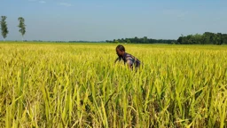 আমন আবাদে লক্ষ্যমাত্রা ছাড়াল চাটমোহর, বাম্পার ফলনের হাতছানি
