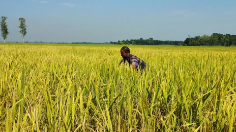 আমন আবাদে লক্ষ্যমাত্রা ছাড়াল চাটমোহর, বাম্পার ফলনের হাতছানি