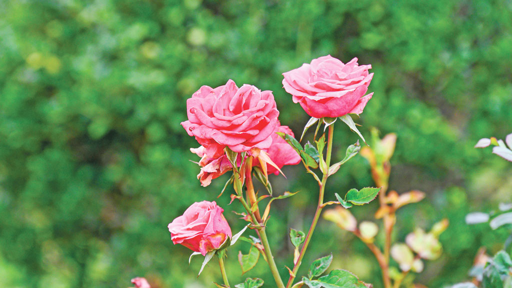 শীতে গোলাপের পরিচর্যা করবেন যেভাবে