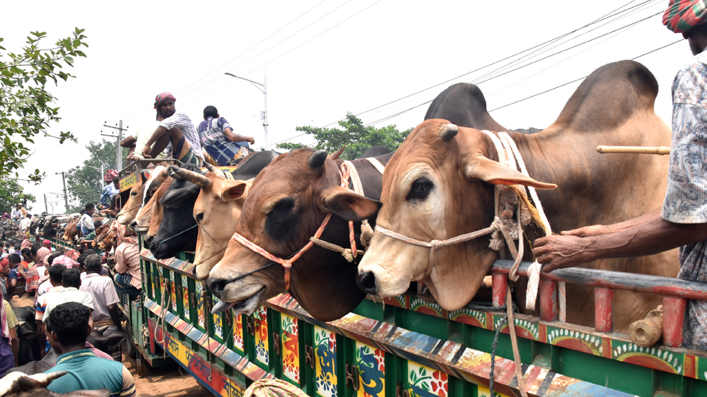কোরবানির পশু পরিবহন: চাঁদার চাপে চ্যাপ্টা চালক
