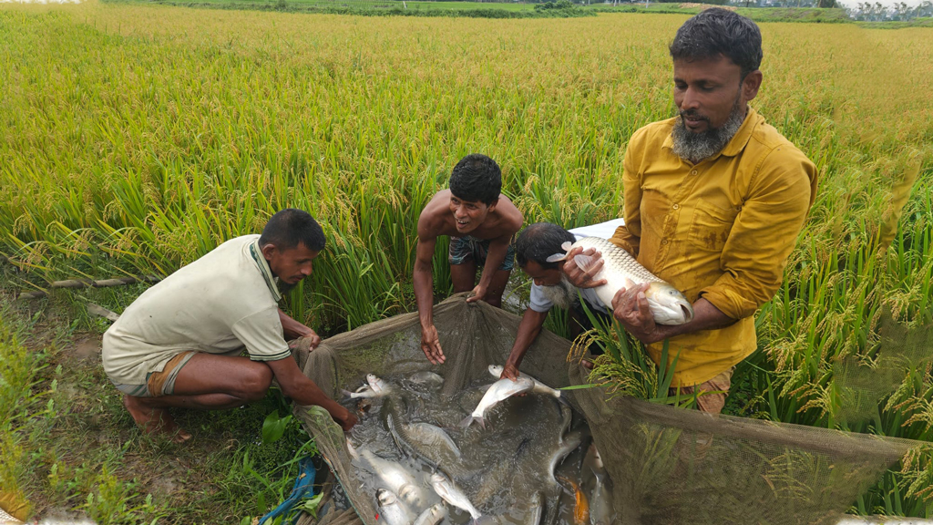 ‘ধানখেতে মাছ চাষের গুরু’ গোলজার