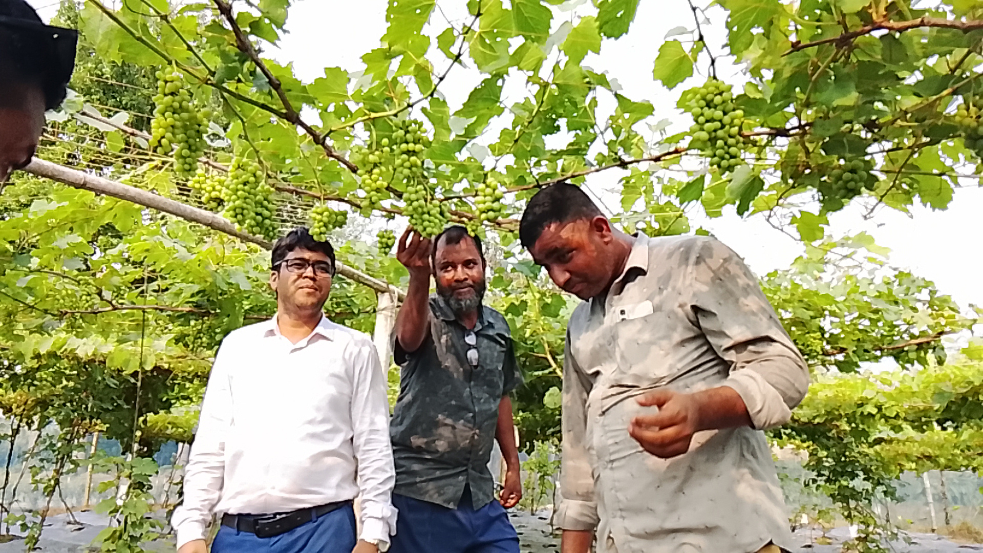 থোকায় থোকায় দেশি-বিদেশি নানা জাতের আঙুর ঝুলছে তহিদুল ইসলামের বাগানে। ছবি: আজকের পত্রিকা