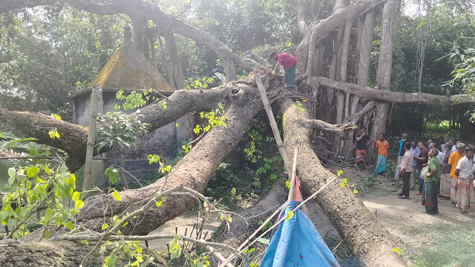 ঝড়-বৃষ্টি ছাড়াই ঘরের ওপর ভেঙে পড়ল গাছ, মায়ের প্রাণ গেলেও অক্ষত ৮ মাসের শিশু