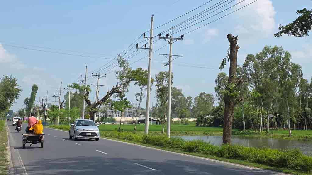 বিদ্যুৎ লাইনের ‘সুরক্ষা’র বলি মহাসড়কের পাশের গাছ