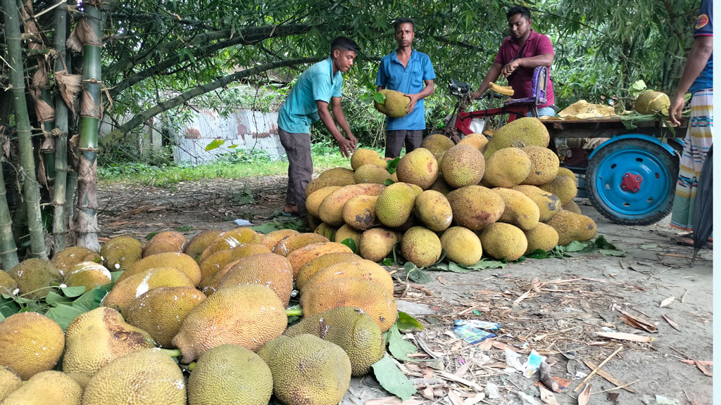 ‘কাঁঠাল বিক্রি করবেন...’ হাঁকেই শুরু দিন, গঙ্গাচড়ার কাঁঠাল যাচ্ছে সারা দেশে
