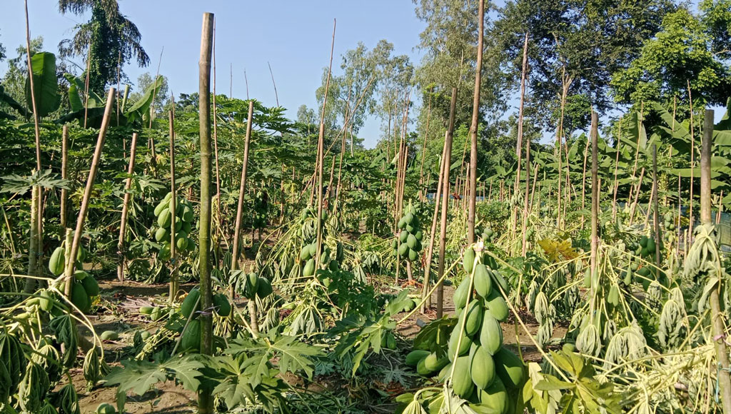 ফলভরা গাছের সঙ্গে এ কেমন শত্রুতা