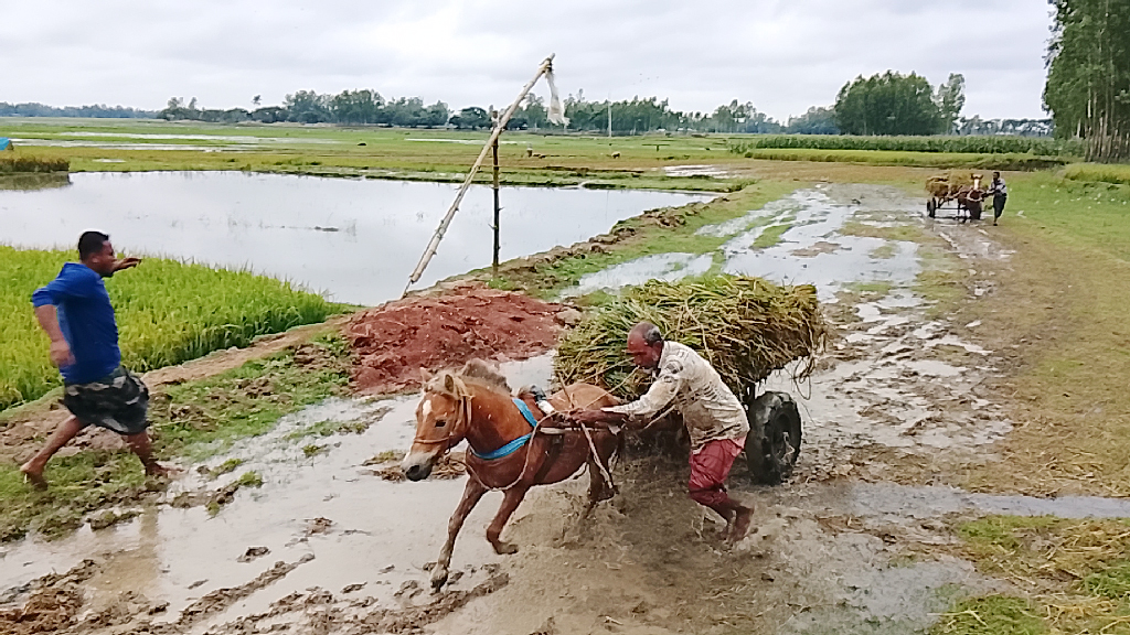 বৃষ্টিতে তলিয়ে যাচ্ছে ধান, শ্রমিকসংকটে চিন্তার ভাঁজ কৃষকের কপালে