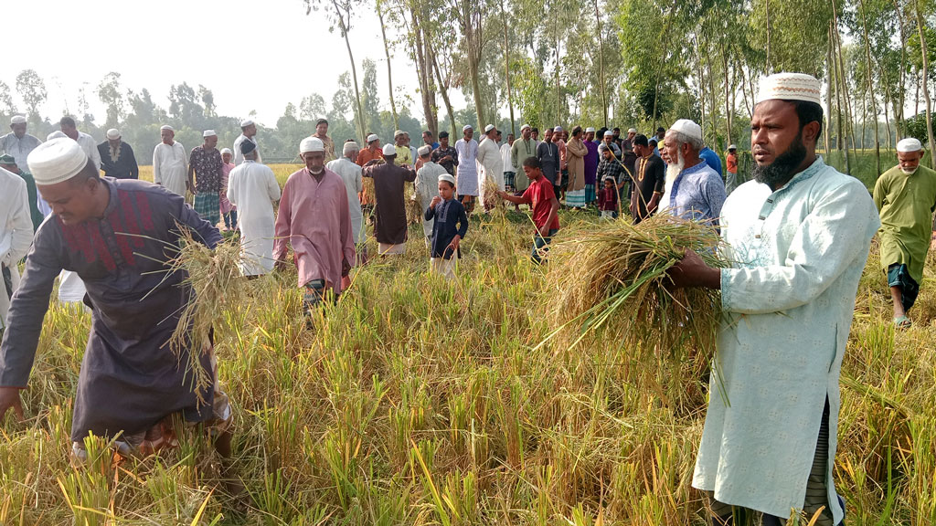 রাতের আঁধারে মসজিদের জমির ধান কেটে বিনষ্ট, গ্রামবাসীর ক্ষোভ