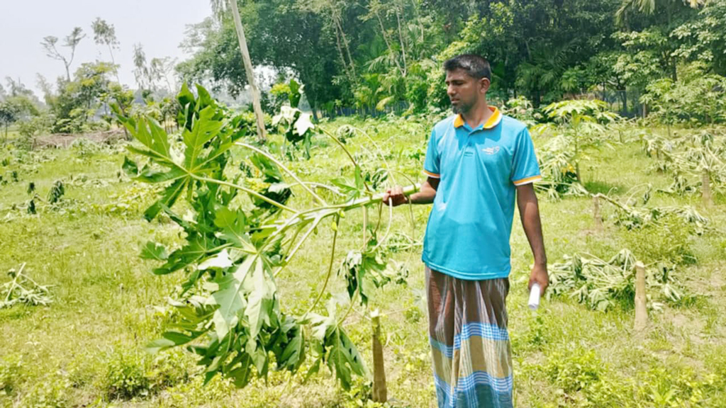 বর্গা চাষির ২০০ পেঁপেগাছ কেটে ফেলল দুর্বৃত্তরা