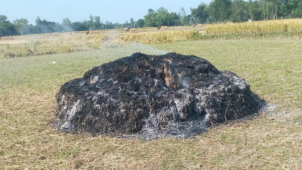 রাতের আঁধারে কৃষকের জমির ধান পুড়িয়ে দিল দুর্বৃত্তরা
