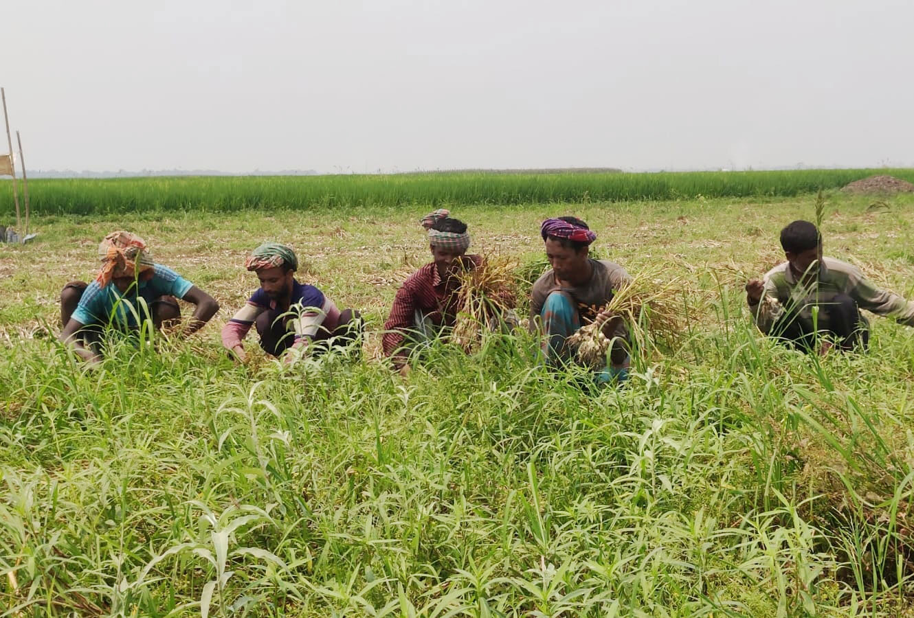 রসুনের ভালো ফলনে কৃষক খুশি। পারিশ্রমিকের বিনিময়ে কৃষকের জমির রসুন তুলে দিচ্ছেন কৃষিশ্রমিকেরা। আজ রোববার (৫ এপ্রিল) সকালে চাটমোহর উপজেলার হরিপুর ইউনিয়নের হরিপুর বিলে। ছবি: শুভাশীষ ভট্টাচার্য্য তুষার