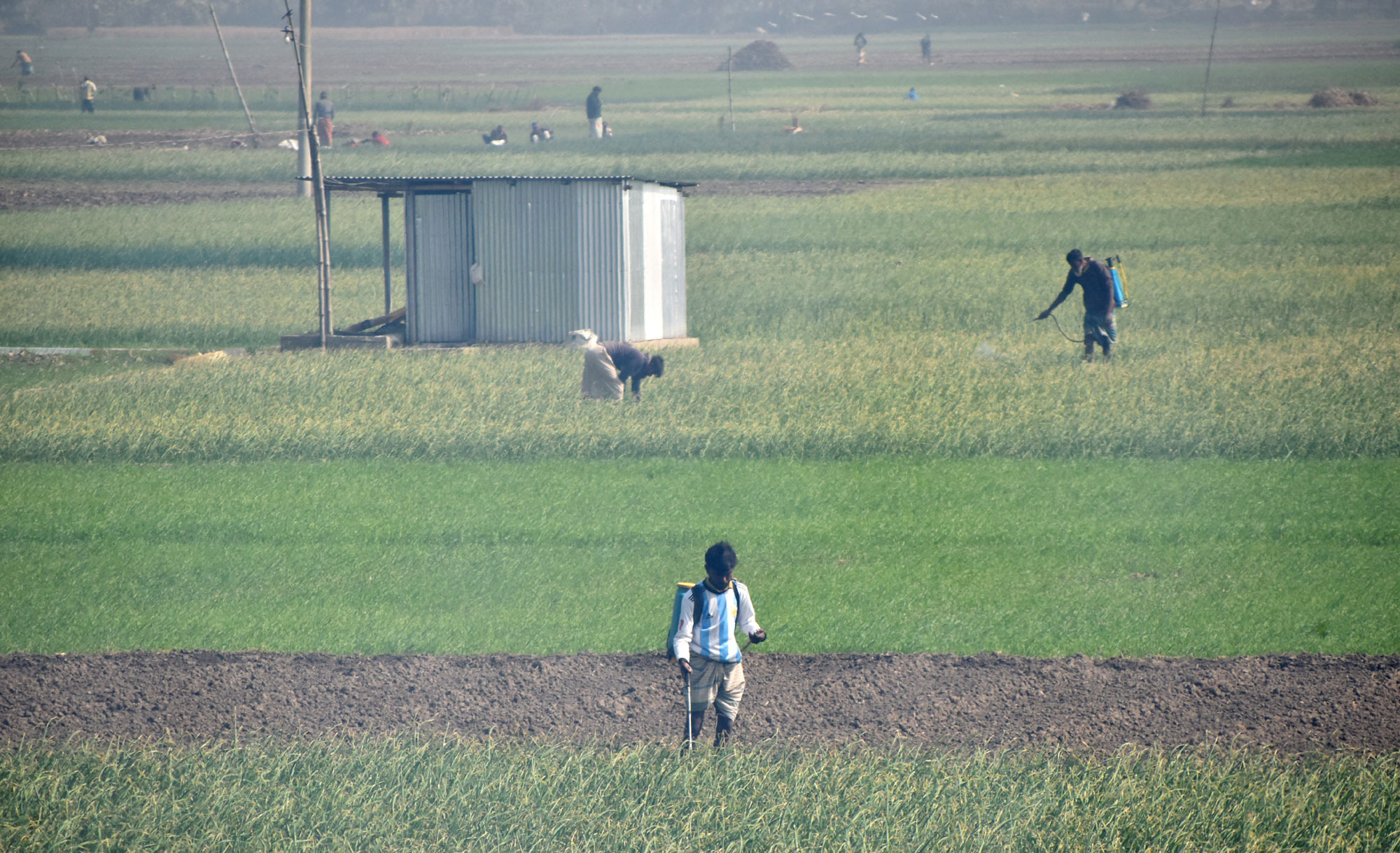শীতের সকালে রসুনের খেতে কাজে ব্যস্ত কৃষকেরা। পুঠিয়া উপজেলার বেলপুকুর ইউনিয়ন এলাকার একটি বিল থেকে তোলা। ছবি: মিলন শেখ
