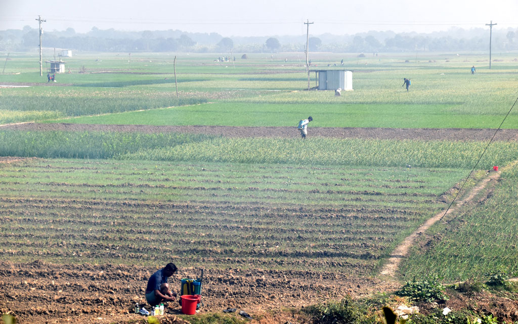 শীতের সকালে রসুনের খেতে কাজে ব্যস্ত কৃষকেরা। পুঠিয়া উপজেলার বেলপুকুর ইউনিয়ন এলাকার একটি বিল থেকে তোলা। ছবি: মিলন শেখ