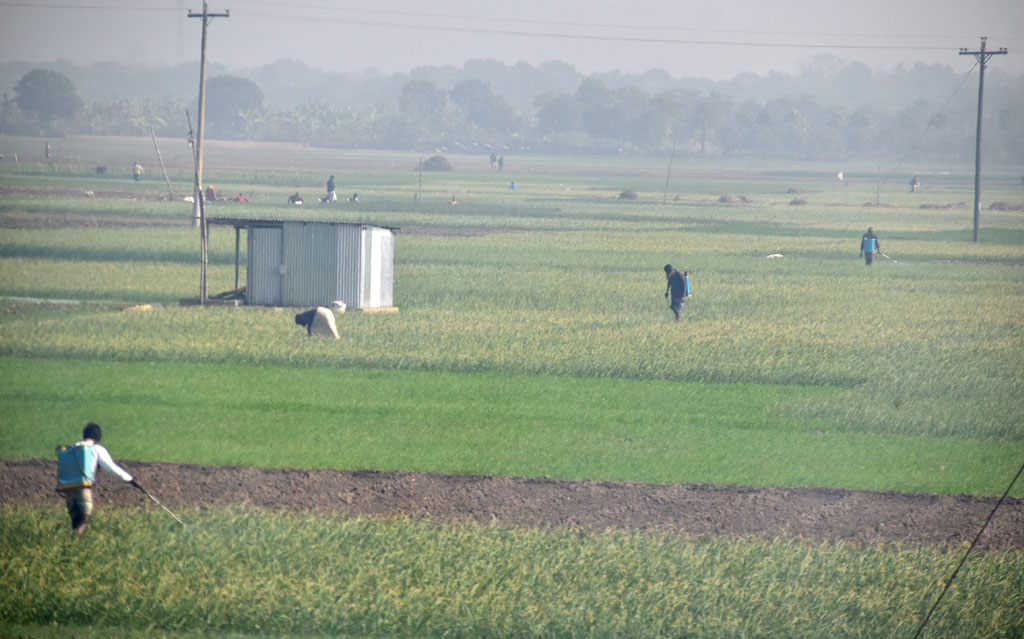 শীতের সকালে রসুনের খেতে কাজে ব্যস্ত কৃষকেরা। পুঠিয়া উপজেলার বেলপুকুর ইউনিয়ন এলাকার একটি বিল থেকে তোলা। ছবি: মিলন শেখ