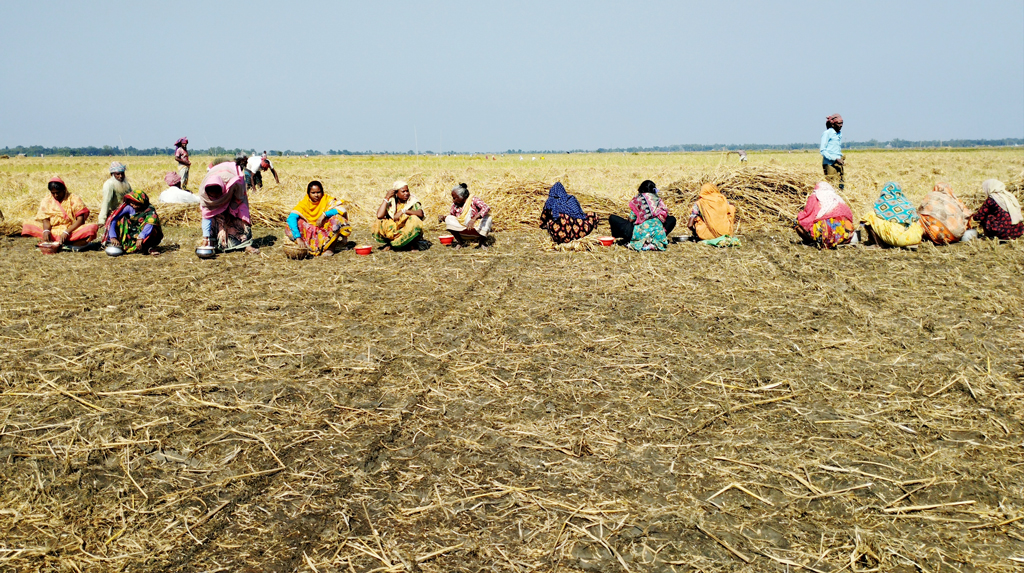 চলনবিলের সাদা সোনা বলা হয় রসুনকে। পরিবারের সদস্যরা এবং ভাড়ায় শ্রমিক নিয়ে ব্যস্ত হাতে রসুন তুলছেন কৃষকেরা। ছবিটি পাবনার চাটমোহরের বিনাহাল থেকে তোলা। ছবি: শুভাশীষ ভট্টাচার্য্য তুষার।
