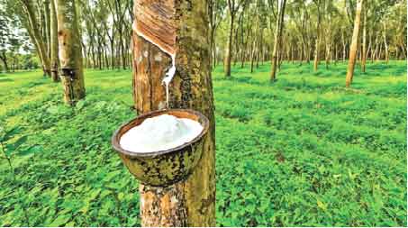 ছবি: দে-ছুট ভ্রমণ সংঘ