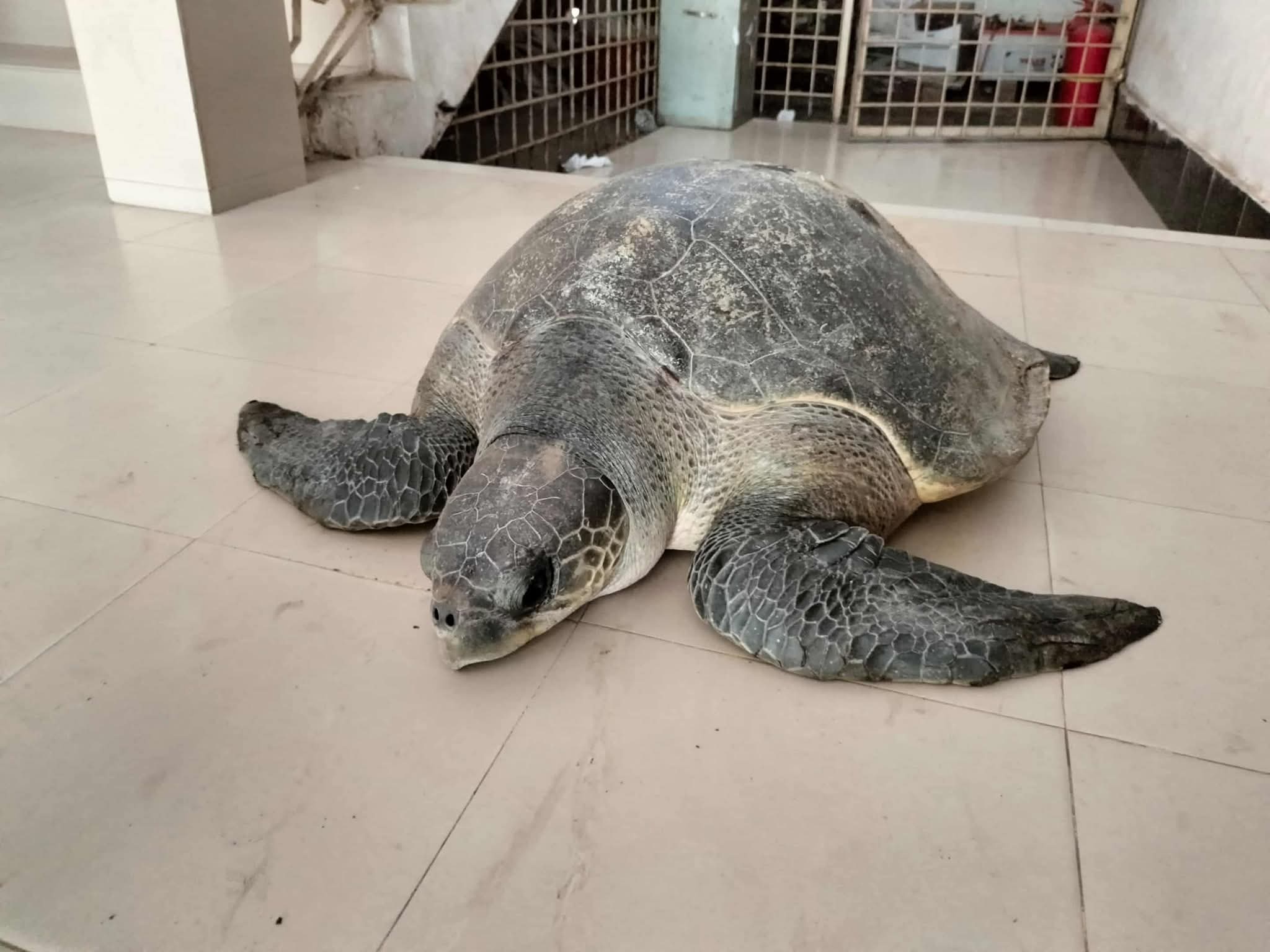 ভোলায় ৫০ কেজি ওজনের কচ্ছপ উদ্ধার