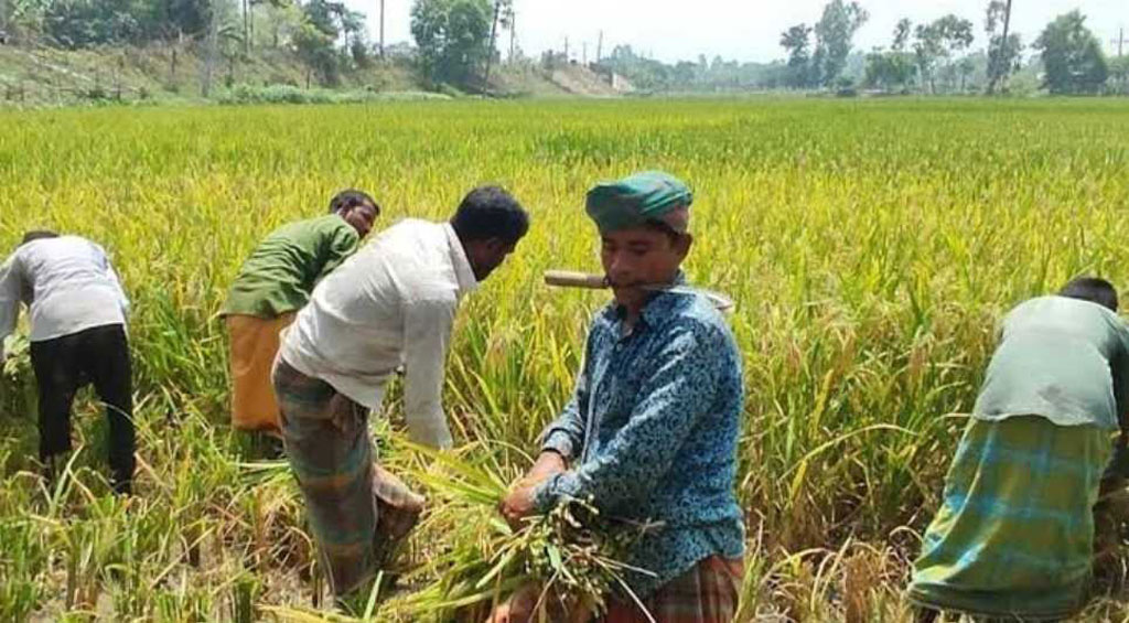 রায়পুরায় আমনের ফলনে খুশি হলেও ইঁদুরের আক্রমণে শঙ্কিত কৃষক