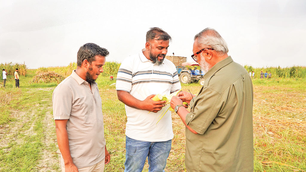‘সাইলেজ’ প্রাণিখাদ্যের একটি সম্ভাবনাময় খাত