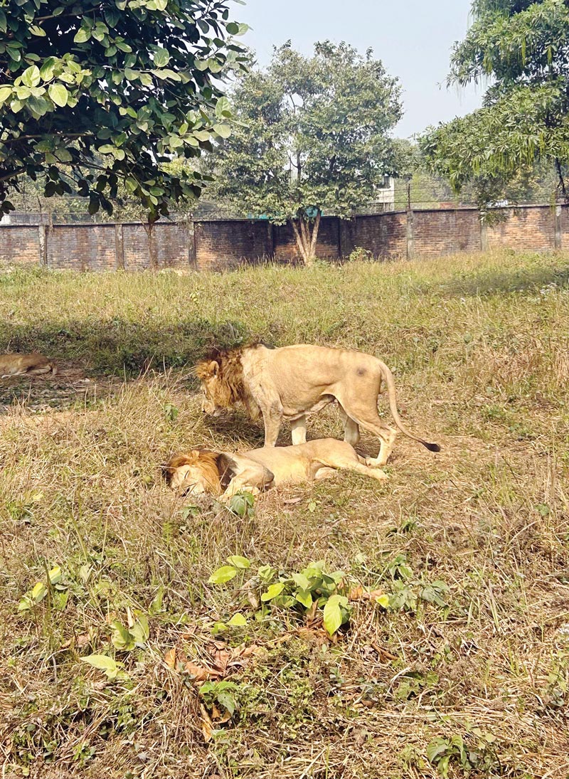 অযত্ন-অবহেলায় ধুঁকছে গাজীপুর সাফারি পার্কের প্রাণীগুলো। জরাজীর্ণ সীমানাপ্রাচীর ডিঙিয়ে প্রায়ই পার্ক থেকে পালাচ্ছে বিভিন্ন প্রাণী। সম্প্রতি গাজীপুরের শ্রীপুরে সাফারি পার্কে। ছবি: আজকের পত্রিকা