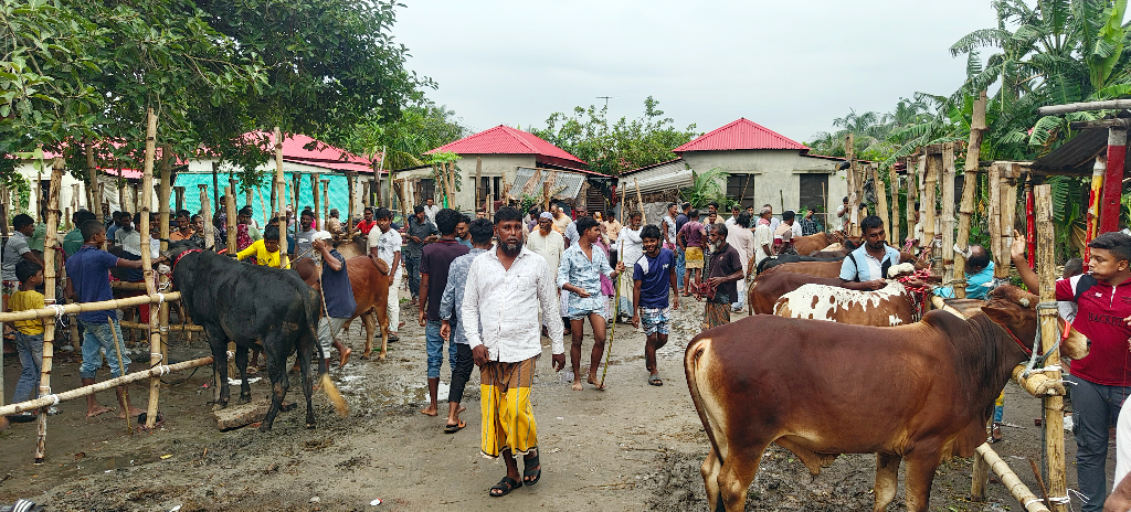 সরকারি জমিতে অনুমোদনহীন পশুর হাট বসিয়ে হাসিল আদায়ের অভিযোগ বিএনপি নেতাদের বিরুদ্ধে