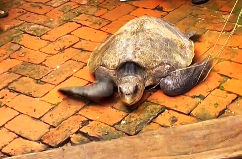 সড়কে মিলল ৩২ কেজির ওজনের কচ্ছপ, নদীতে অবমুক্ত