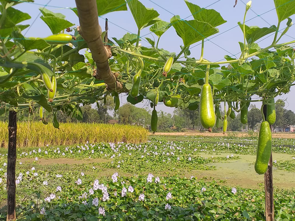 ইছামতি নদীর ওপর ভাসমান পদ্ধতিতে সবজি চাষ করছেন কৃষকেরা। বাঁশের মাচায় বেড তৈরি করে নানা ধরনের শাক–সবজি চাষ করা হচ্ছে। ছবিটি দিনাজপুরের খানসামা উপজেলার ছাতিয়ানগড় ইউনিয়নের ঝাপু পাড়া এলাকা থেকে তোলা। ছবি: এস এম রকি।