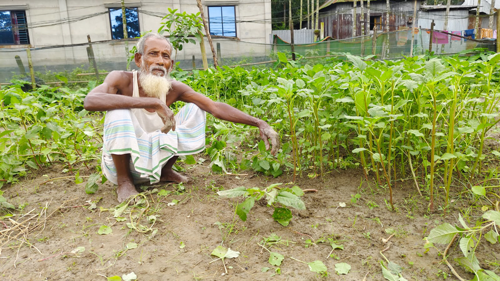 টানা বৃষ্টিতে ময়মনসিংহে ফসলের ক্ষতির শঙ্কা