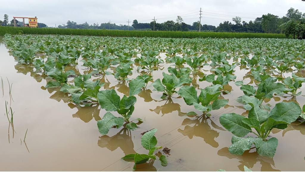 ফুলকপি, গাজর, মুলাসহ নানা ধরনের শীতকালীন সবজি চাষ করেছিলেন কৃষকেরা। কার্তিক মাসের মাঝামাঝি সময়ে হঠাৎ টানা বৃষ্টিতে তলিয়ে গেছে সব খেত। ফসলের ব্যাপক ক্ষয়ক্ষতির আশঙ্কা করছেন কৃষকেরা। ছবিটি রাজশাহী বিভাগের নওগাঁ জেলার মান্দা উপজেলার পশ্চিম নুরুল্লাবাদ গ্রামের মাঠ থেকে তোলা। ছবি: মো. জিল্লুর রহমান।