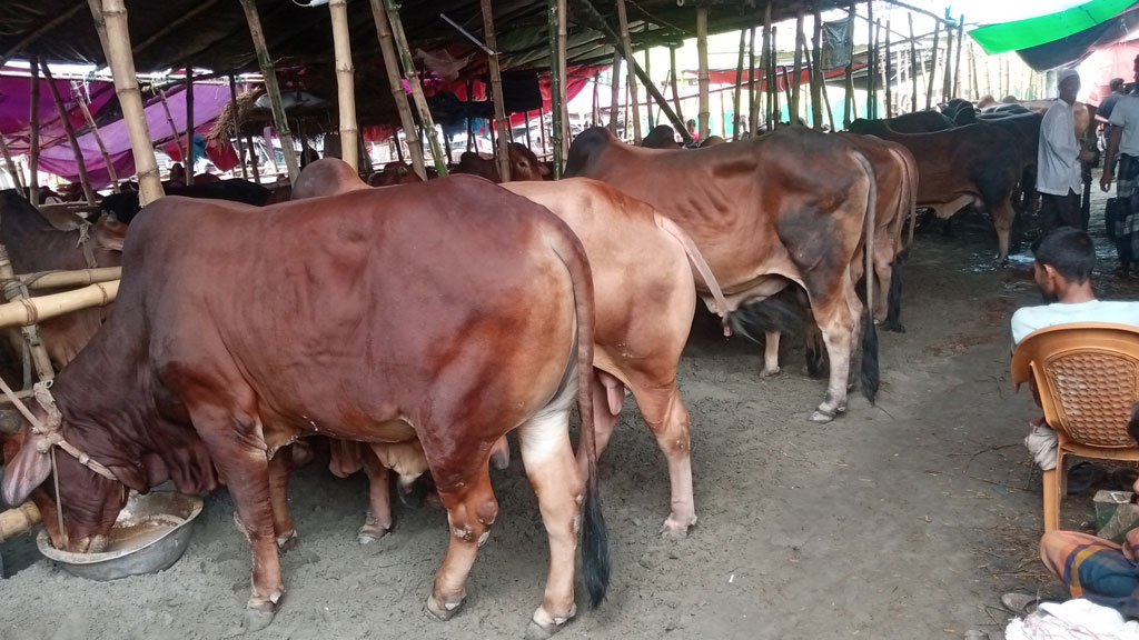 রাজধানীজুড়ে জমজমাট কোরবানির পশুর হাট