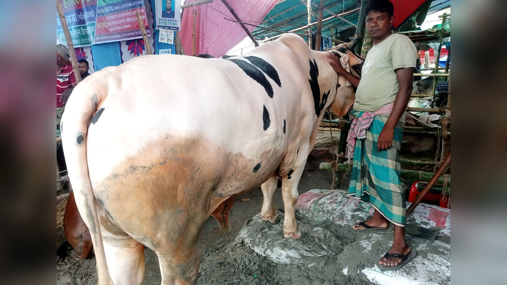 ‘সাদা বাবুর’ ঝলকানিতে কোরবানির হাট জমজমাট