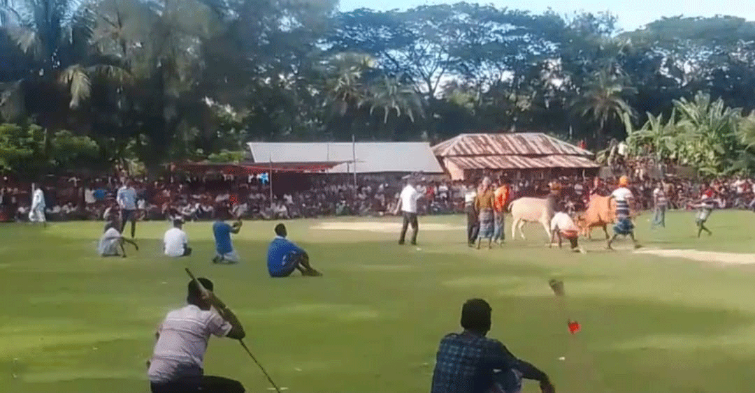 ক্লাস বন্ধ রেখে বিদ্যালয় মাঠে ষাঁড়ের লড়াই