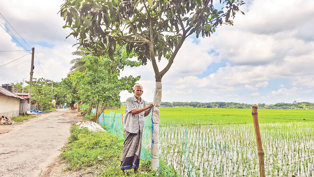 গাছ লাগানোই নেশা কোমলের